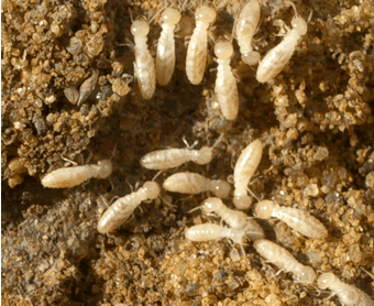 termites-workers